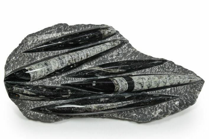 Polished Fossil Orthoceras (Cephalopod) Plate - Morocco #348393